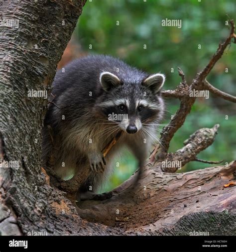 North American Raccoon Procyon Lotor Native To North America