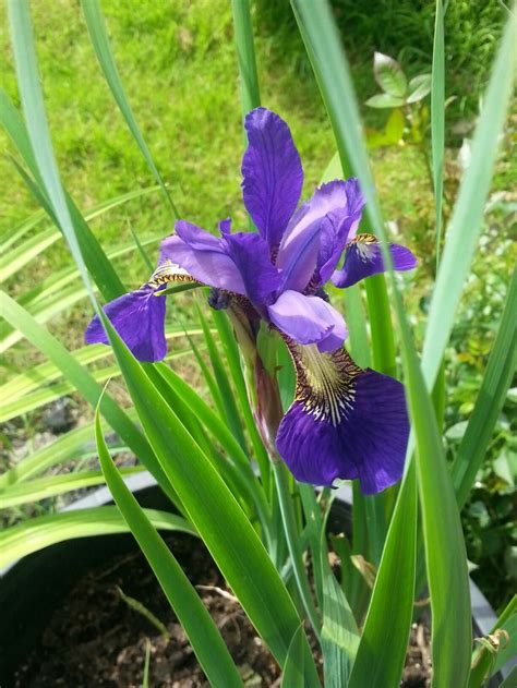 Pin On Irises