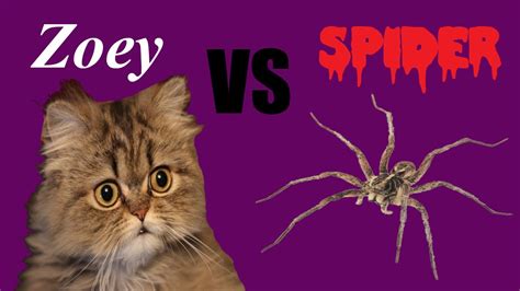 Zoey The Kitten Vs Giant Guest Room Spider Youtube