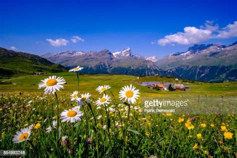 Alp Meadow Photos And Premium High Res Pictures Getty Images