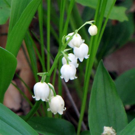 Lily Of The Valley Such A Sweet And Pretty Find American Flickr