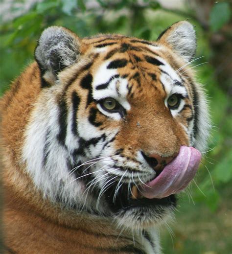 Ver más ideas sobre tigres, tigres uanl, tigres futbol. Los humanos se van, los tigres se quedan | Entretantomagazine
