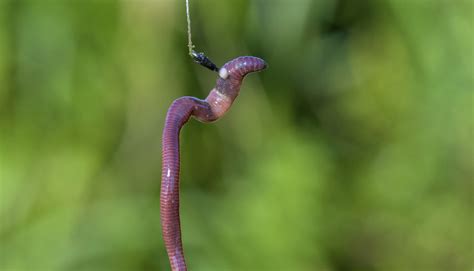 Recklessly Green Tree Snake Threats