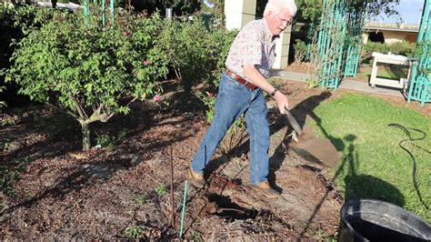 Transplanting Roses In Central Florida Youtube
