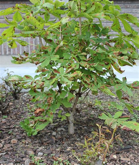 Learn more about horse chestnut uses, benefits, side effects, interactions, safety concerns horse chestnut seeds can be processed so that the active chemicals are separated out and concentrated. Bonsai en Bogen: juvenile Horse Chestnut with bonsai ambition