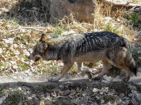 Mexican Gray Wolf Slowly Making Its Way Back To Texas