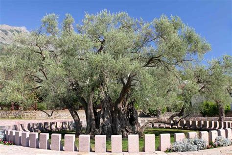 Uncovering The Secrets Of The Worlds Oldest Olive Tree Topinfosearch