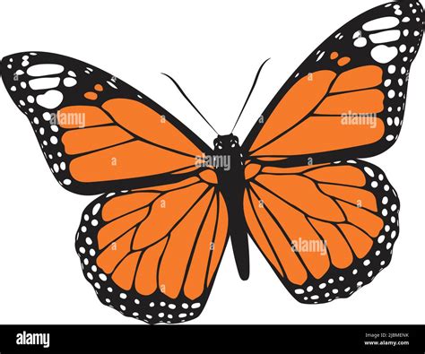 Beautiful Monarch Butterfly Vector Illustration Stock Vector Image