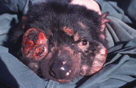 Facijalni Tumor Tasmanskih Vragova Wikipedija