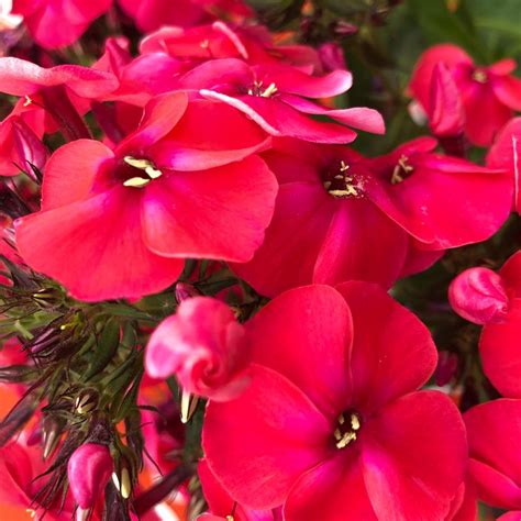Volcano® Red Garden Phlox Plant Addicts