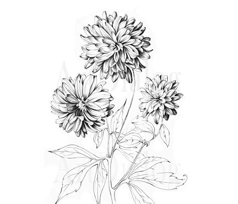 Golden Daisy Chrysanthemum Flower Art Downloads Line Drawing