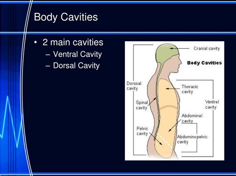 Ppt Body Cavities And Membranes Powerpoint Presentation Free Download Id 1828373