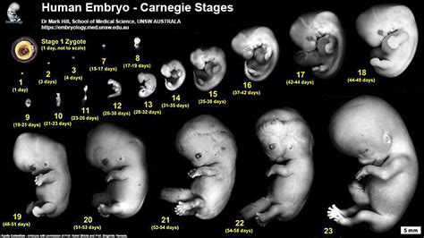 Bgda Lecture Development Of The Embryofetus 2 Embryology