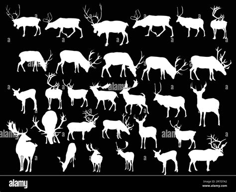 Deer Collection Vector Stock Vector Image And Art Alamy