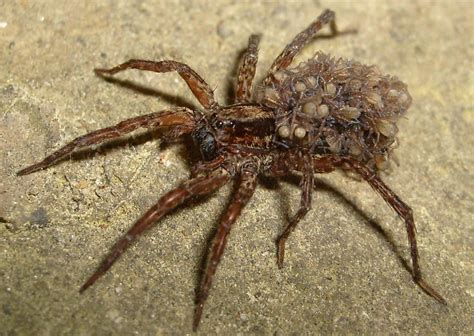 Arachnids And Biology Arachnids And The Fable Of Arachne