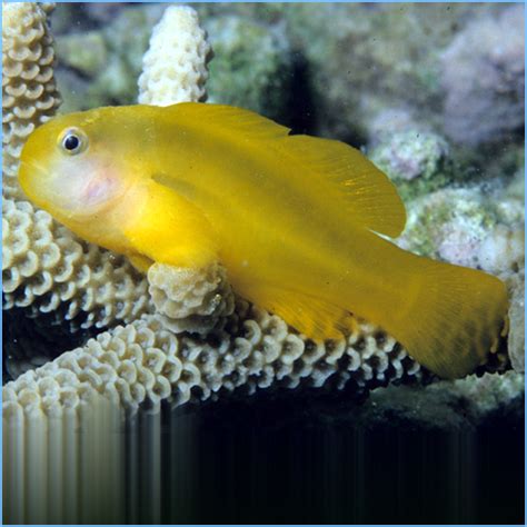 Yellow Clown Goby Or Okinawa Goby Petes Aquariums And Fish