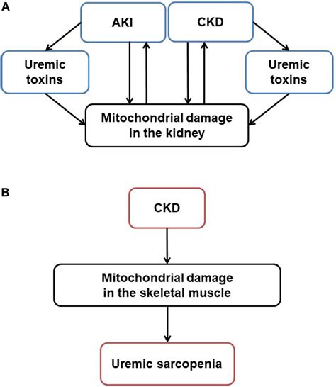 Frontiers Mitochondrial Dysfunction In Kidney Disease And Uremic