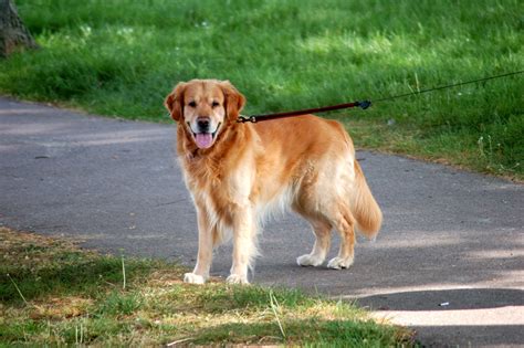 The golden retriever is a sporting breed and as such they need a lot of exercise to keep them healthy and mentally stimulated. Free Lovely Golden Retriever 1 Stock Photo - FreeImages.com