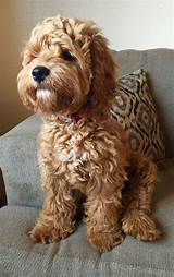 Red and white cockapoo breeder! Best 25+ Cool dog names ideas on Pinterest | K9 dog ...