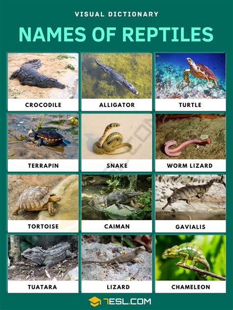 Reptile Animals Names