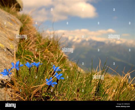 Flowers Swiss Alps Stock Photo Alamy