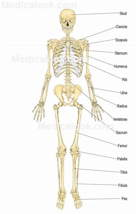 Describe the structure of the human body in terms of six levels of organization. Skeletal System - Human Anatomy | Human skeletal system