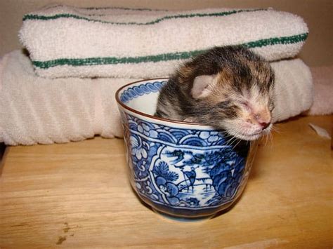 Your Daily Adorable 10 Photos Of Kittens In Cups Catster