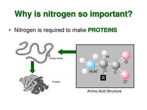 Ppt The Nitrogen Cycle Powerpoint Presentation Id7047601