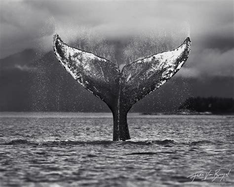 For a writer, the white whale is the book that plagues you that you don't know how to write. A Whale of a Tail | Glacier Bay NP, AK | Art in Nature ...