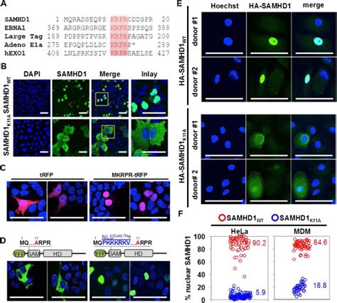 Determination of the SAMHD1 nuclear localization signal (NLS). A