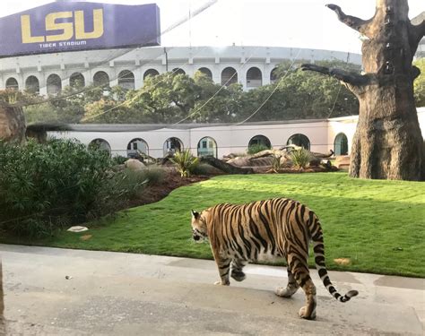 Meet Louisiana State Universitys Mike The Tiger Garden And Gun