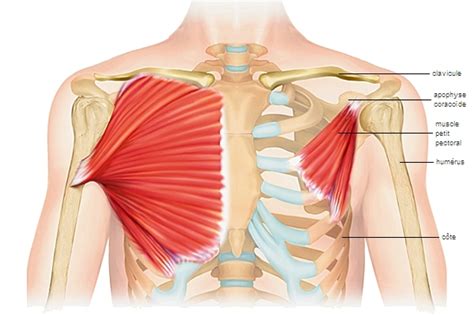 Encyclopédie Larousse en ligne - muscle pectoral