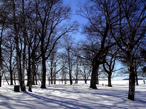 1920x1080 1920x1080 Birches Grove Winter Snow Shadows Trees