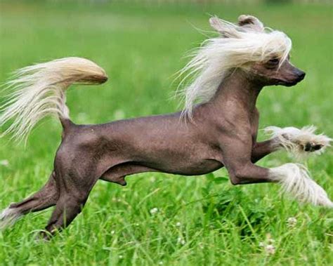 9 Reasons Why Everyone Loves A Chinese Crested Sonderlives