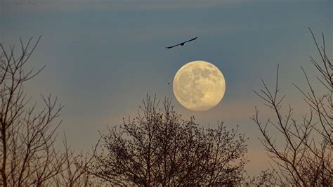 In Pictures Wolf Moon Rises Across Yorkshire And Lincolnshire Bbc News