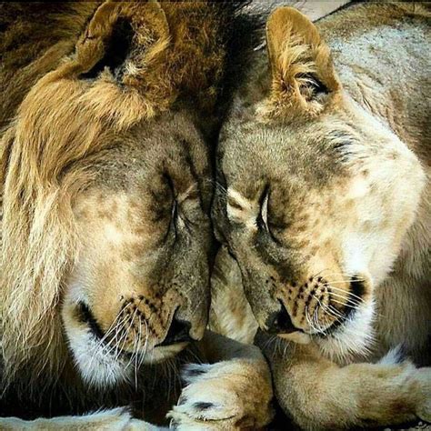 Tiger Lion Leopard Jaguar On Instagram Love Love And Love 💙💜 Pic