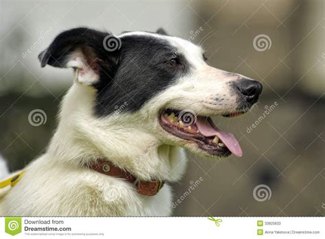 Check into the conversation among earth clinic users to find out what might be causing your. White dog with black spots stock image. Image of collie ...
