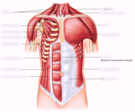 Muscles Of The Chest Abdomen Male Shoulder And Chest Muscles Labeled