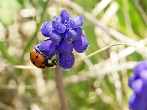Ladybug On A Blue Flower Close Shot Stock Photo Image Of Meadow