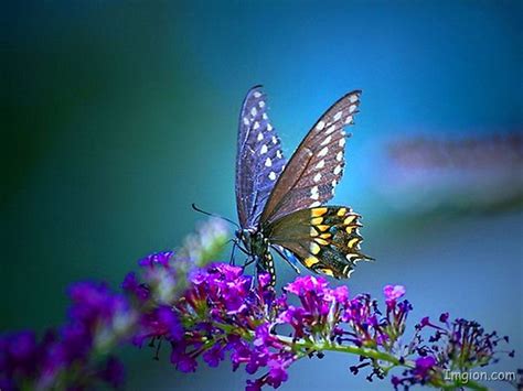 Cool Butterfly Backgrounds ·① Wallpapertag