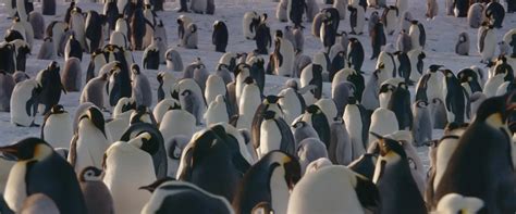 March Of The Penguins 2 The Next Step 2017 Yify Download Movie