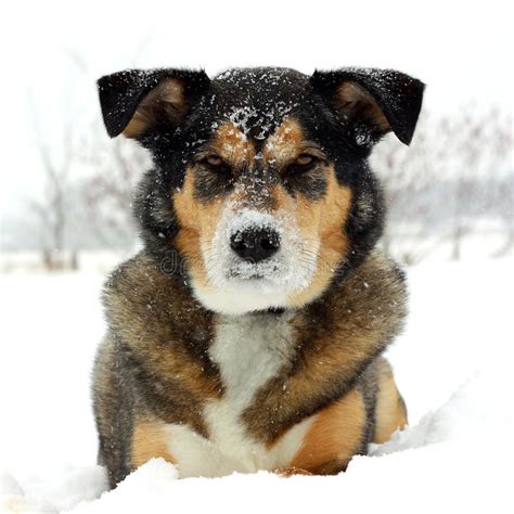 German Shepherd Dog Laying In Snow Stock Photo Image Of Cold Face