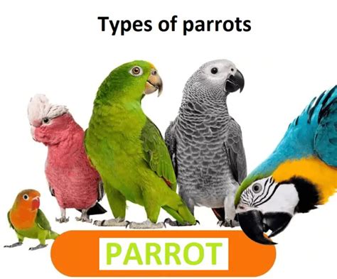 Types Of Parrots All Pet Birdsyour Complete Guide To Parrot Species