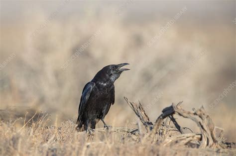 Common Raven Corvus Corax Stock Image C0439512 Science Photo