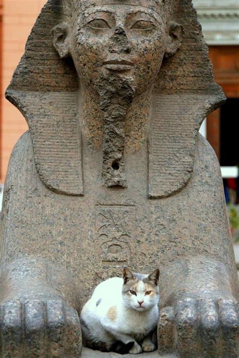 Cats In Ancient Egypt Egypt Cat Ancient Art Egyptian Art Ancient