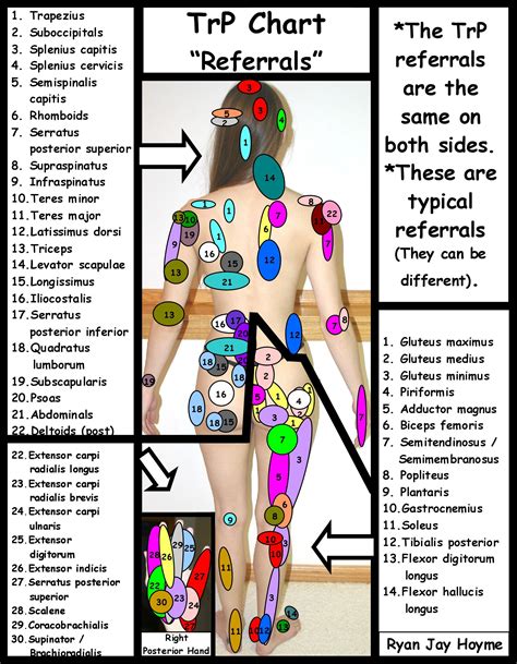Trigger Points Posterior Massage Therapy Trigger Point Therapy