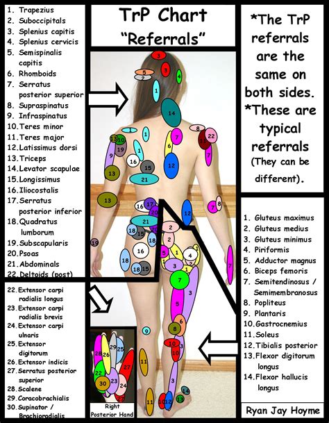 Interactive Body Diagram For Pain