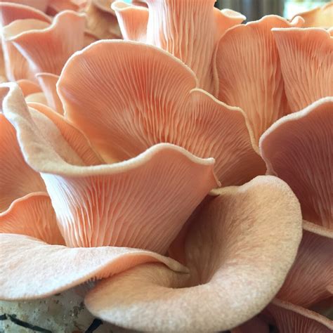 49,067 likes · 3,776 talking about this. Pink Oyster Mushroom - Pleurotus salmoneostramineus - Pure ...