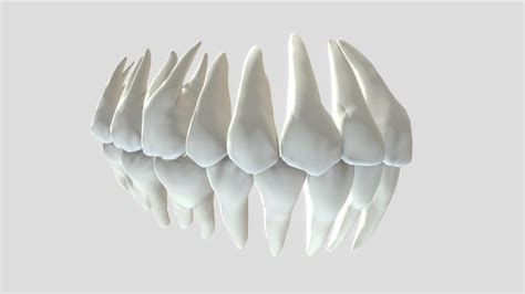 Teeth Pack 3d Model By Zelad Zelad3d 711de36 Sketchfab