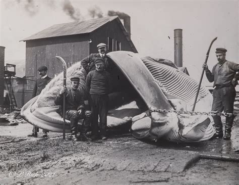 Whalers In Shetlands 1906 Whaling Station In Olnafirth 190 Flickr